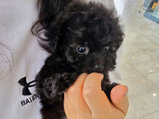 실버푸들 분양후기(26.09.26)