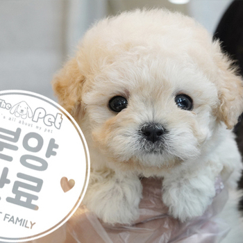 말티푸 공주님 4.26