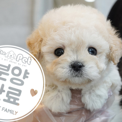 말티푸 공주님 4.26