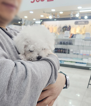 비숑 분양후기(26.01.31)
