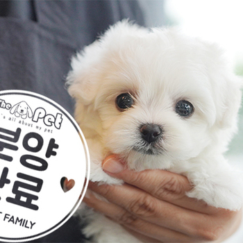 말티푸 공주님 4.8