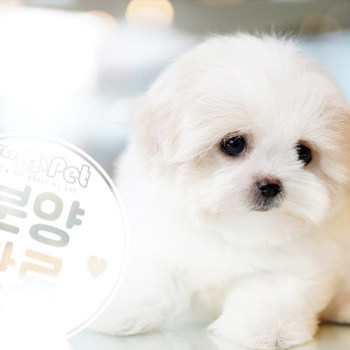 꼬숑 왕자님 12.26