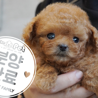 토이푸들 왕자님 5.20