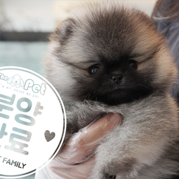 포메라니안 왕자님 4.28