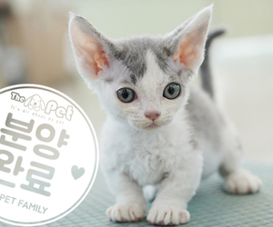 데본먼치킨 공주님 3.22