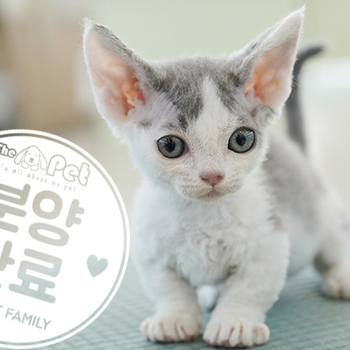 데본먼치킨 공주님 3.22
