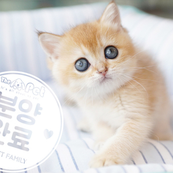브리티쉬숏헤어 공주님 11.23