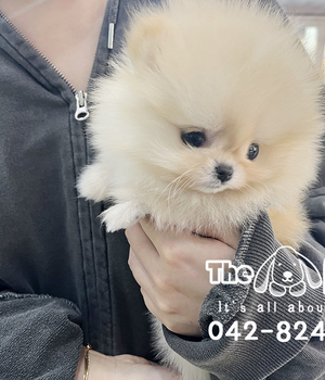 포메라니안 분양후기(26.01.13)