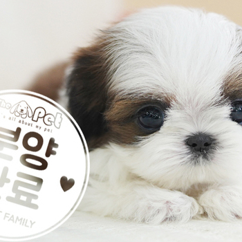 콩시츄 공주님 11.09
