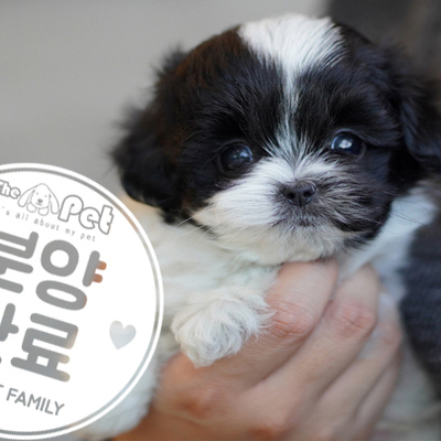 말티푸 왕자님 12.18