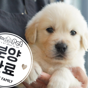 골든리트리버 왕자님 4.5