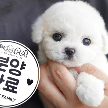 미니비숑 공주님 1.8
