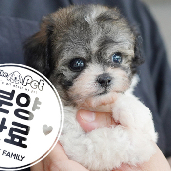 파티 토이푸들 공주님 4.8
