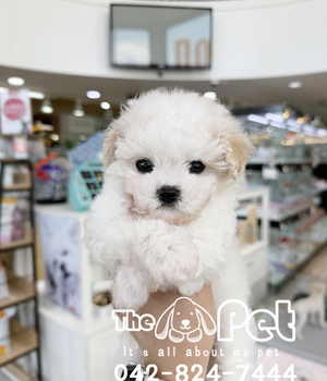 푸들 분양후기(26.05.23)