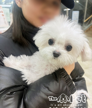 비숑 분양후기(26.03.08)