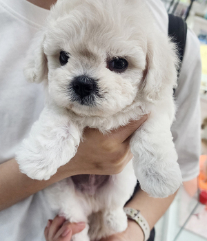 미니비숑 분양후기(26.08.26)