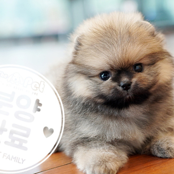 포메라니안 공주님 2.27