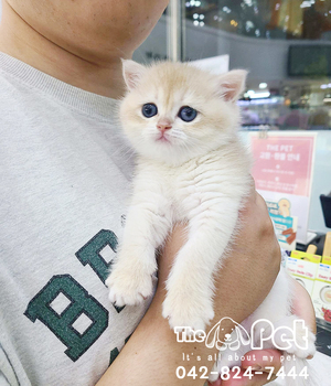 브숏 분양후기(26.08.01)