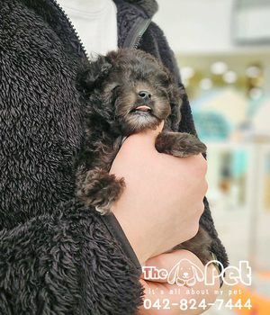 실버푸들 분양후기(26.02.14)