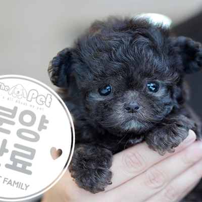 실버푸들 공주님 12.19