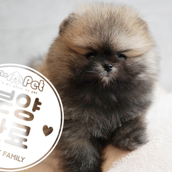 포메라니안 왕자님 6.6