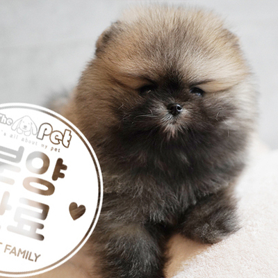 포메라니안 왕자님 6.6