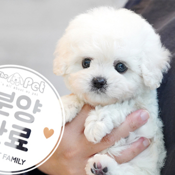 미니비숑 왕자님 3.20