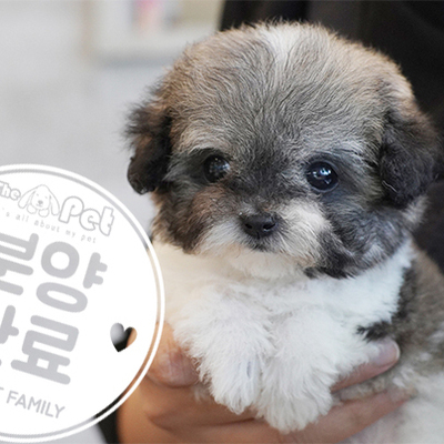 파티말티푸 공주님 7.4