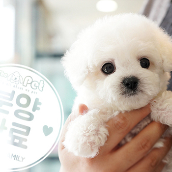 테디비숑 공주님 0315