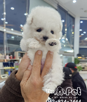 비숑 분양후기(26.03.08)