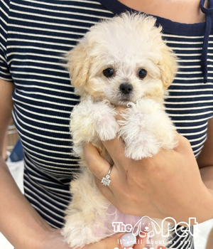 푸들 분양후기(26.08.17)