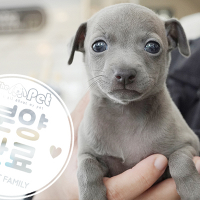이탈리안그레이하운드 공주님 4.24
