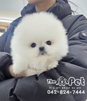 포메 분양후기(26.02.22)