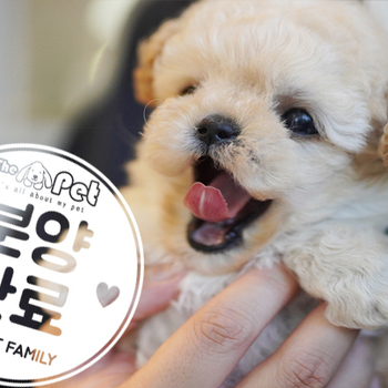 말티푸 공주님 12.15