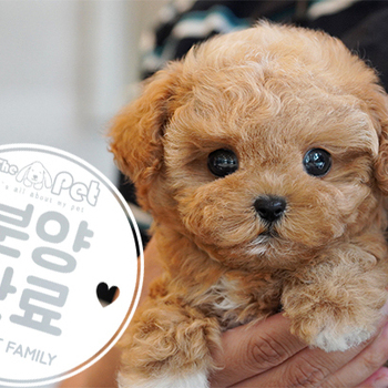 말티푸 공주님 4.6