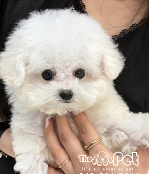 비숑 분양후기(26.04.19)