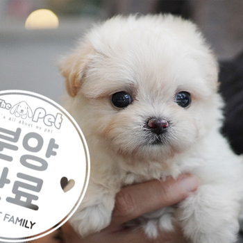 말티푸 공주님 6.10