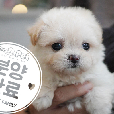 말티푸 공주님 6.10