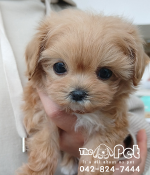 말티푸 분양후기(26.02.27)