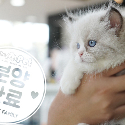 랙돌 공주님 7.3