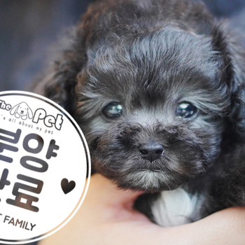 실버푸들 왕자님 12.05
