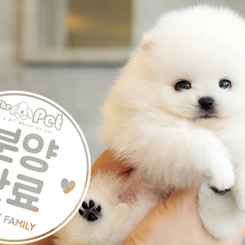 포메라니안 공주님 3.26