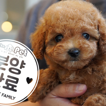 미니골든두들 공주님 4.3