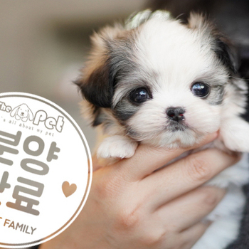 말티푸 공주님 12.11