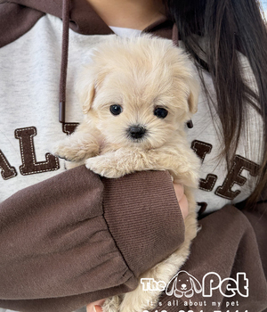 말티푸 분양후기(26.02.18)