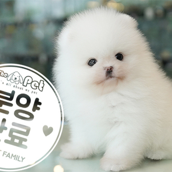 포메라니안 왕자님 4.15