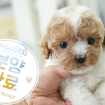 골든두들 공주님 4.3