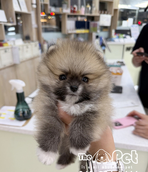 포메라니안 분양후기(26.08.15)