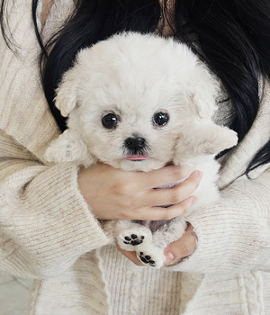 비숑 분양후기(26.03.13)