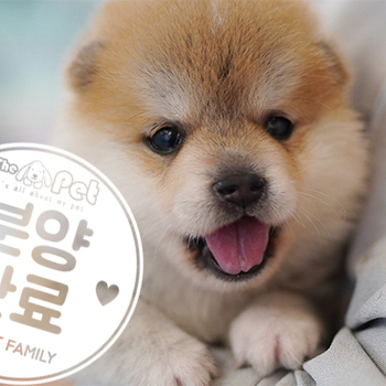 폼스키 공주님 10.19